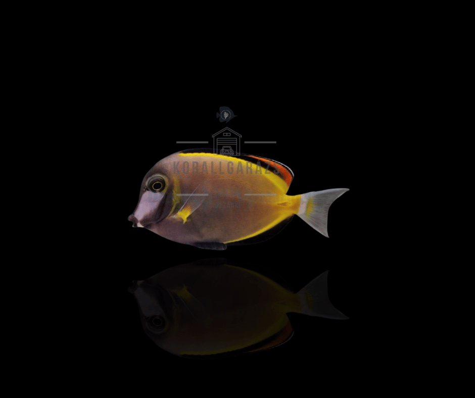 Acanthurus Japonicus
